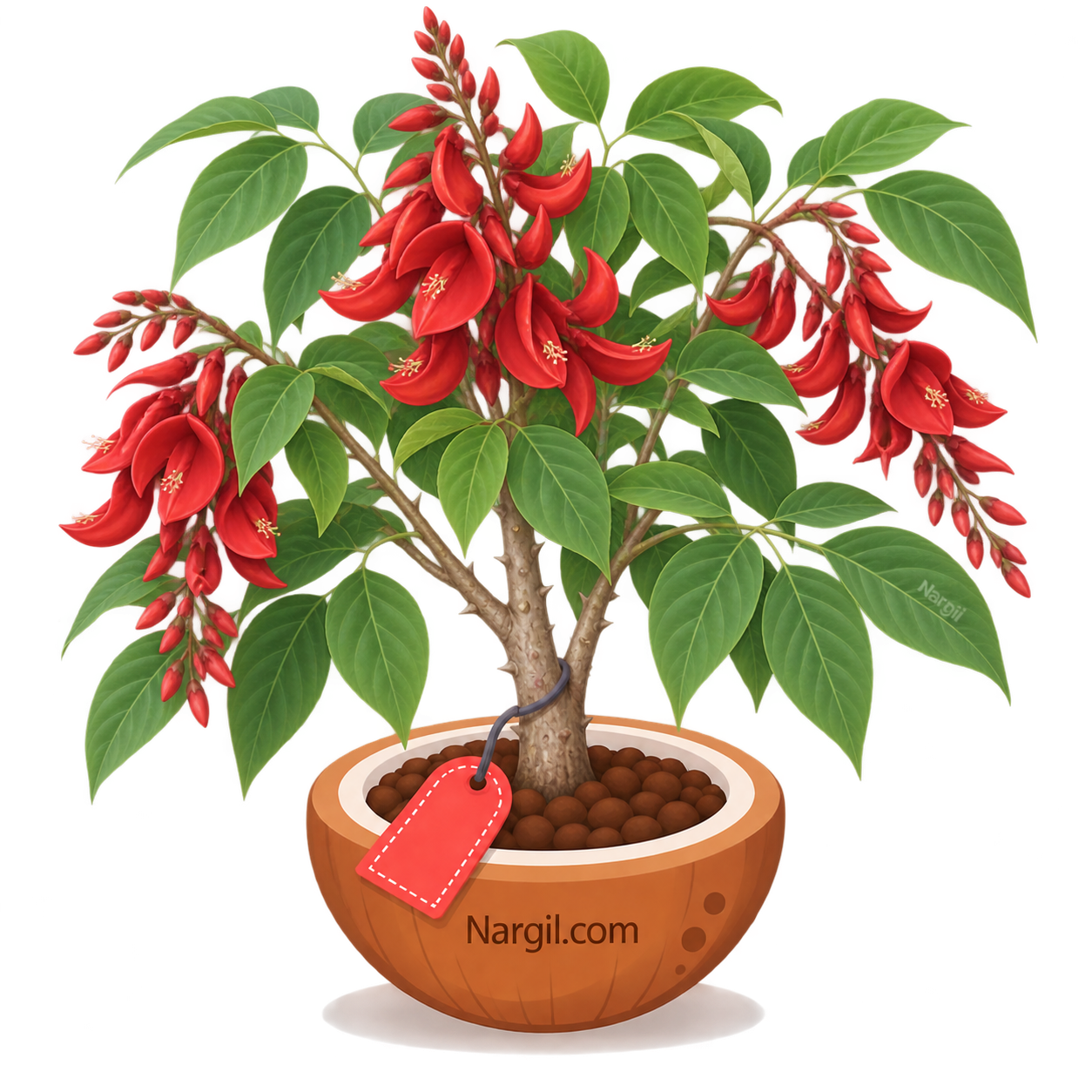 Nargil_Erythrina crista galli